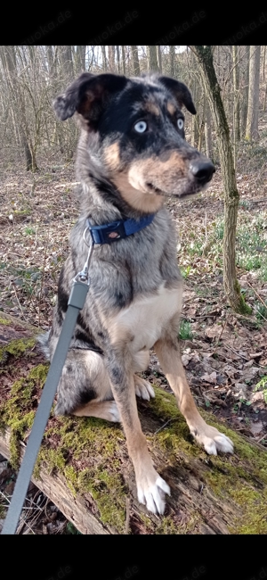 Erfahrener Deckrüde Husky x Altdeutscher Hütehund 