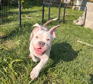 American bully welpen abzugeben 