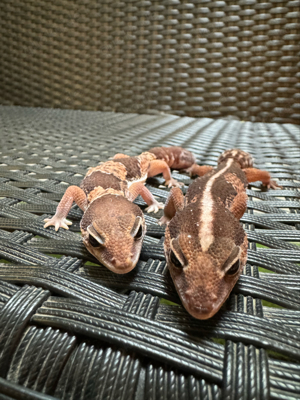 Afrikanischer Fettschwanzgecko