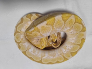 Ultramel Zuchtpaar (Königspython, Python regius)