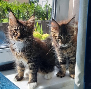 Reinrassige Maine Coon Kitten 