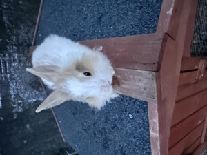 Kaninchen Babys (Geschlechter unbekannt) 