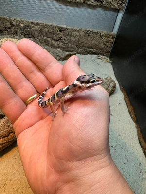 Leopardgeckos