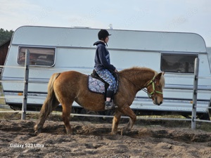 Haflinger Stute mit Fohlen zu verkaufen