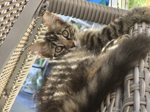 Maincoon Mix Kätzchen  grau getigert 4.Monate alt sucht ein neues Zuhause 