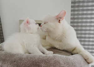 Deckkater BKH Bild 6