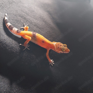 Leopartgecko Baby's Weibchen 