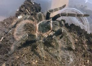 Lasiodora parahybana    Weibchen  