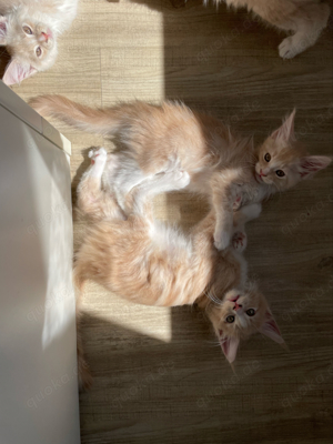 Reinrassige Maine Coon Kitten