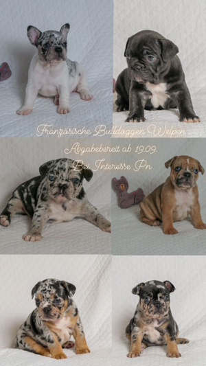 Reinrassige französische Bulldogge Welpen  