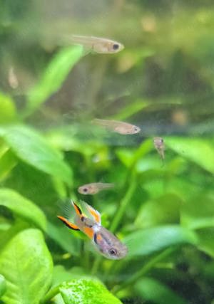 Endler Guppy - Poecilia wingei -- 10Stk. =ab 2,00Euro -- Kleinbleibender lebendgebärender Fisch - NZ Bild 9