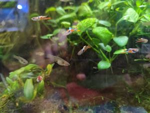 Endler Guppy - Poecilia wingei -- 10Stk. =ab 2,00Euro -- Kleinbleibender lebendgebärender Fisch - NZ Bild 6