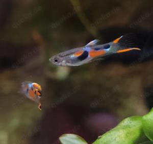 Endler Guppy - Poecilia wingei -- 14 Stk. = 6,-Euro -- Kleinbleibender lebendgebärender Fisch - NZ