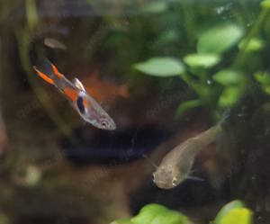 Endler Guppy - Poecilia wingei -- 10Stk. =ab 2,00Euro -- Kleinbleibender lebendgebärender Fisch - NZ Bild 8