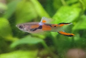 Endler Guppy - Poecilia wingei -- 10Stk. =ab 2,00Euro -- Kleinbleibender lebendgebärender Fisch - NZ Bild 3