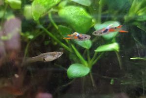 Endler Guppy - Poecilia wingei -- 10Stk. =ab 2,00Euro -- Kleinbleibender lebendgebärender Fisch - NZ Bild 5