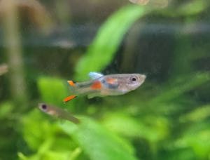Endler Guppy - Poecilia wingei -- 10Stk. =ab 2,00Euro -- Kleinbleibender lebendgebärender Fisch - NZ Bild 4