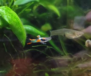 Endler Guppy - Poecilia wingei -- 10Stk. =ab 2,00Euro -- Kleinbleibender lebendgebärender Fisch - NZ Bild 7
