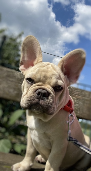 Französische Bulldogge Hündin 