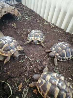 Junge Schildkröten 22 23
