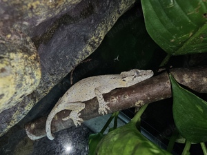 Rhacodactylus auriculatus 0.1   Höckerkopfgecko