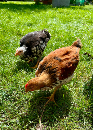 Junges Blumenhuhn Pärchen