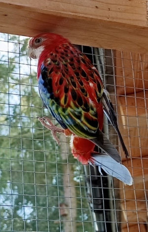 Prachtrosella farbenfrohe besondere Vögel Sittiche Papageien bunte Rosella 