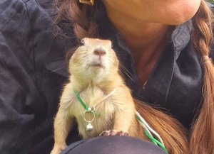 Präriehunde,  Prairiedog