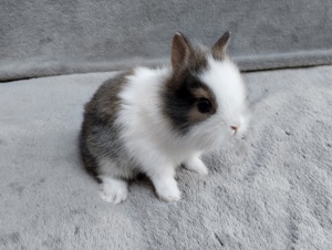 Ein tolles Mini Kaninchen Weibchen zu Abgabe 