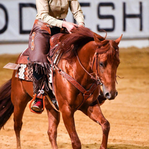 Western Reitbeteiligung gesucht (mit Turnierteilnahme)