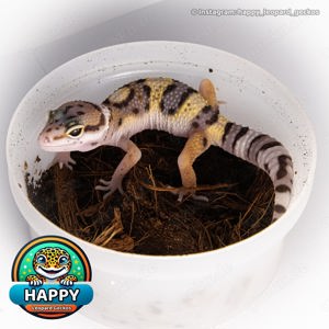 (0).0.1 Leopardgecko aus 2024 auf Weibchen inkubiert (Nr. 20)