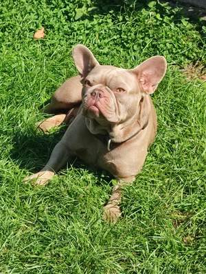 französische Bulldogge Hündin Annabell