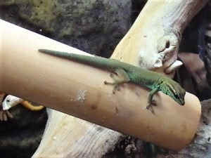 Lygodactylus Williamsi   Himmelblauer Zwergtaggecko 0.2