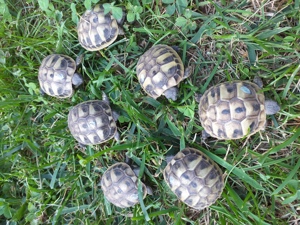 Griechische Landschildkröten !