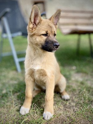 Hundewelpen SchäferhundAkitaInuMix