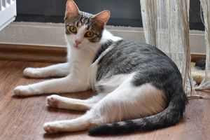 BG - Beautiful Girl Zierliche Katzendame sucht Familie mit Artgenossen