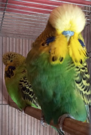 Standard und normale Wellensittich  Bild 5