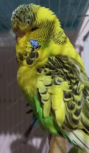 Standard und normale Wellensittich  Bild 6