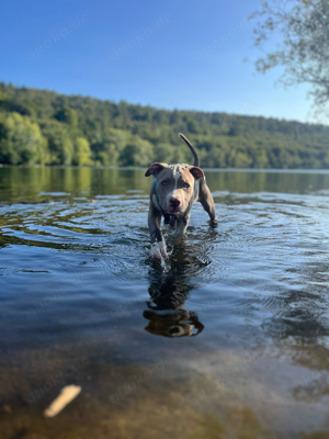 American Bully Rüde Welpe