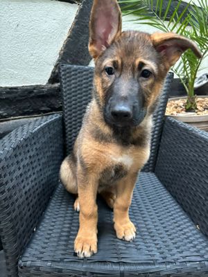 Schäferhund Mix Welpen