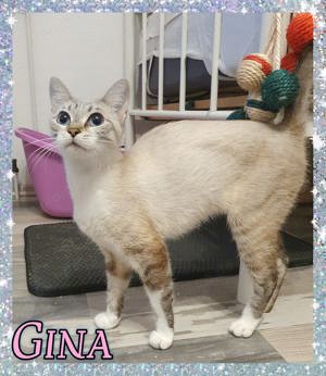 Gina, liebe Siamkatze kastriert und geimpft