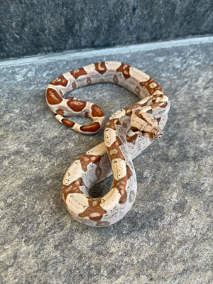 1.0 Hypo 100% het Albino 66%het Leopard Boa Constrictor Imperator