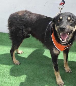 Lauri   hat ihr Herz und ganz viel Liebe zu verschenken Bild 6