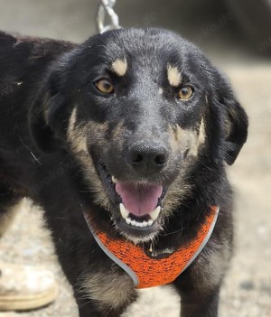 Lauri   hat ihr Herz und ganz viel Liebe zu verschenken Bild 2