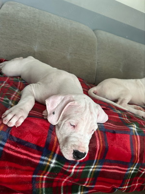 Dogo Argentino Welpen