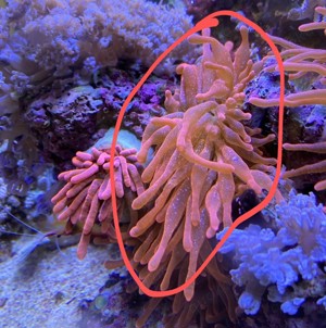 2 großte Kupferanemonen, ca 20 cm Durchmesser