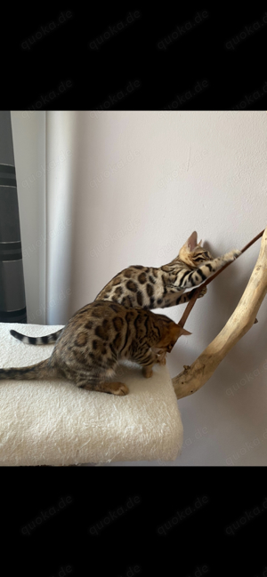 Reinrassige Bengal Kitten von untersuchten vorfahren mit top stammbaum 