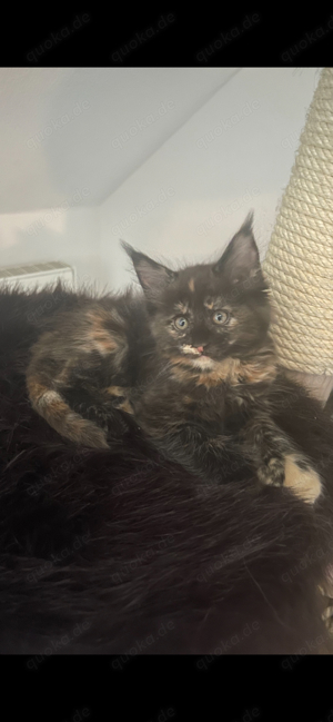 Wunderschöne Maine Coon Kitten Poly Kätzin sucht ihr neues Zuhause