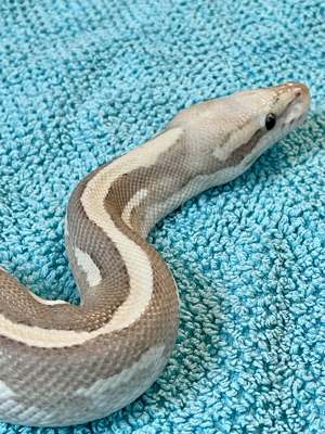 Königspython Vanilla Cream Mojave 0.1