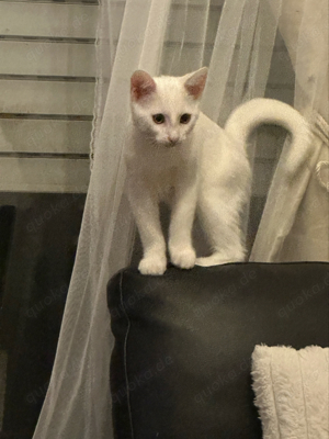 Angora babykater